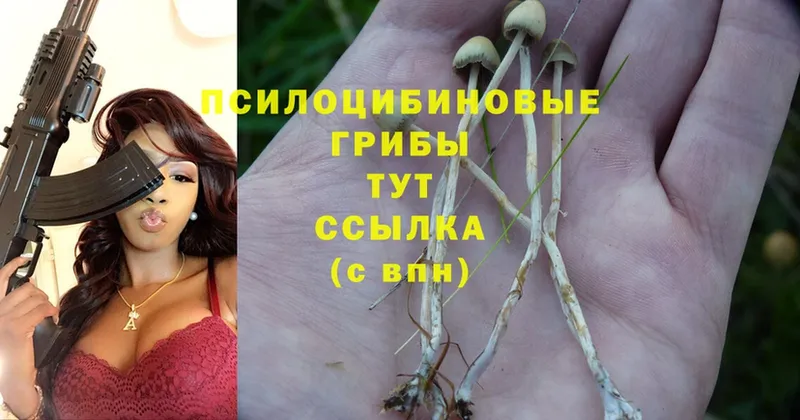 где можно купить наркотик  Жердевка  OMG сайт  Псилоцибиновые грибы Magic Shrooms 